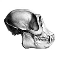 Senior Lighting Artist - Stop Motion VFX Project